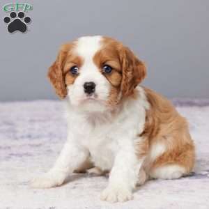 Ryder, Cavalier King Charles Spaniel Puppy